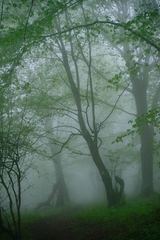 Bosque con niebla