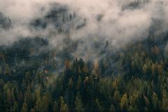 Bosque entre nubes